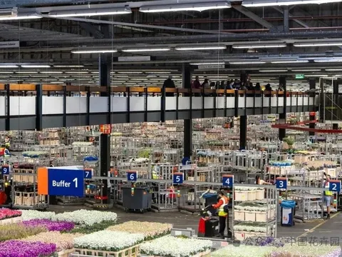 Sàn đấu giá hoa Hà Lan đạt doanh thu 2 tỷ Euro và khởi động triển lãm thương mại mùa xuân