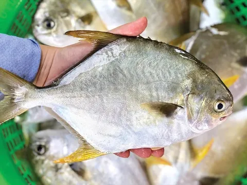 Quảng Trị phát triển nuôi cá chim vây vàng hữu cơ