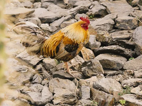 Kỹ sư bỏ phố về rừng và tuyệt chiêu nuôi gà cùng rắn thu hàng chục tỷ mỗi năm