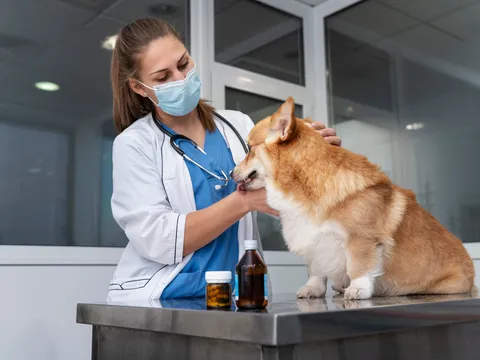 Thuốc trị bọ chét và ve cho thú cưng có thể gây hại cho động vật hoang dã