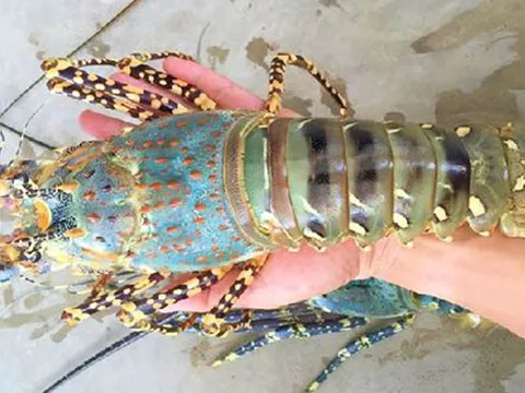 Từ 8,58 triệu USD vọt lên 858 triệu USD: Giải mã lí do khiến tôm hùm Việt Nam chiếm lĩnh thị trường Trung Quốc