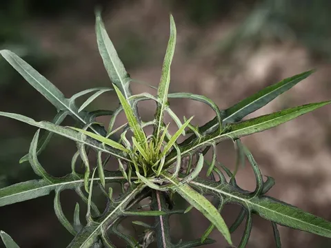 Bồ công anh: Từ thân phận 'cỏ dại' đến triết lý của người biết sống chậm