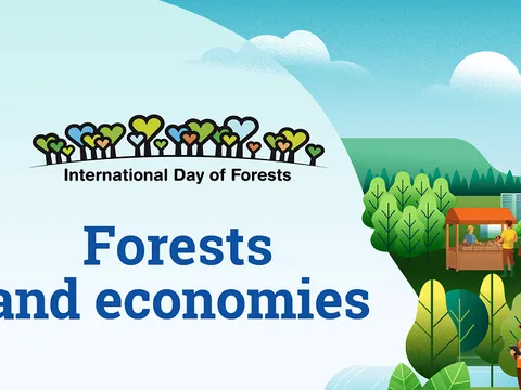 Rừng khỏe mạnh chính là nền tảng cho sự giàu có của nhân loại