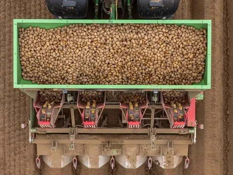 Canh tác khoai tây phát thải thấp: Mô hình tiên phong từ Lincolnshire