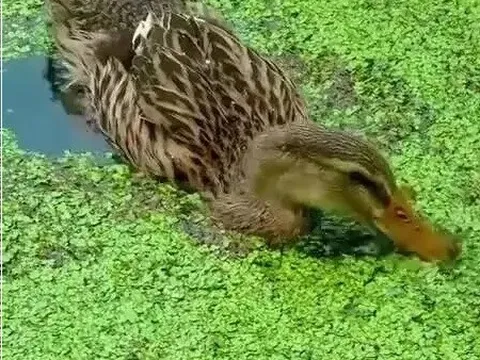 Nuôi vịt thịt bằng bèo tấm: Chi phí thấp, thịt thơm ngon không mùi hôi