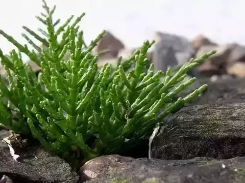 Măng tây biển: Khơi tiềm năng kinh tế trên những 'vùng đất chết' nhiễm mặn