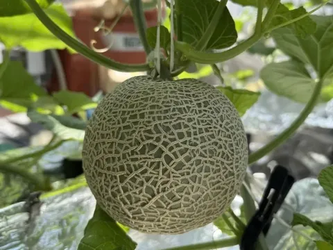 Công nghệ chỉnh sửa gen giúp dưa lưới Nhật Bản kéo dài thời hạn bảo quản tới hai tháng