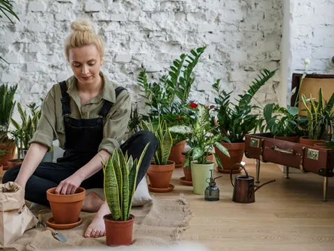 Bí quyết dưỡng cây xanh mướt nhờ những 'phế phẩm' từ gian bếp