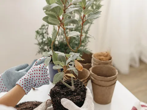 Bí kíp chăm cây cảnh: Từ người mới bắt đầu đến ‘tay chơi’ chuyên nghiệp