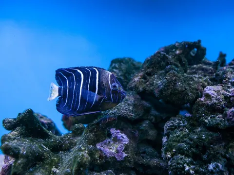 Cảnh báo từ lòng đại dương: Vi nhựa bủa vây các vùng biển xa xôi nhất Thái Bình Dương