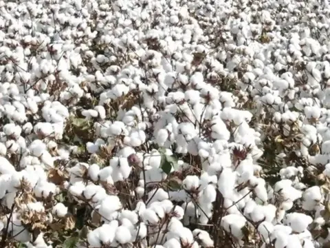 Ấn Độ tổng kiểm tra trực tiếp 100% cơ sở nông nghiệp hữu cơ