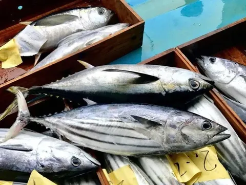 Thị trường cá ngừ toàn cầu trước hai 'gọng kìm': Nguồn cung và chi phí năng lượng