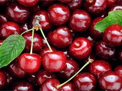 Ngành cherry Chile trước ngưỡng cửa tái cấu trúc vì khủng hoảng dư cung