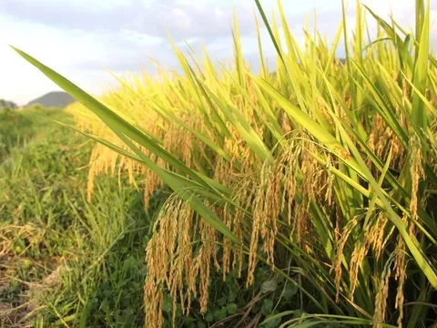 Kỳ 1: Chọn đường đua năng suất hay chọn "căn cước xanh"?