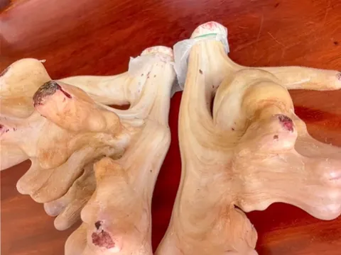 Hộ nuôi hươu sao ở Hà Tĩnh thu hoạch cặp nhung 'khủng' hiếm gặp