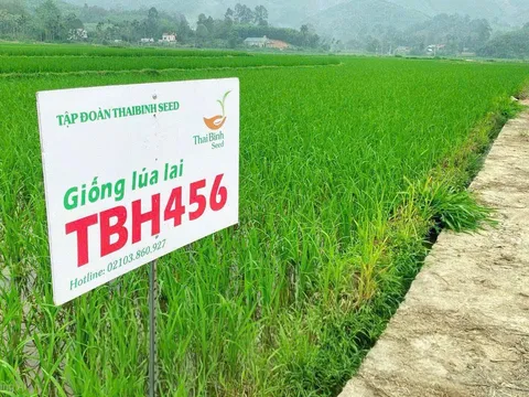 TBH456 'thử lửa' trên nhiều vùng sinh thái, mở ra triển vọng bứt phá