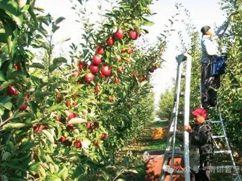 Tốc độ không phải là tất cả: Giải mã rào cản thương mại của robot thu hoạch