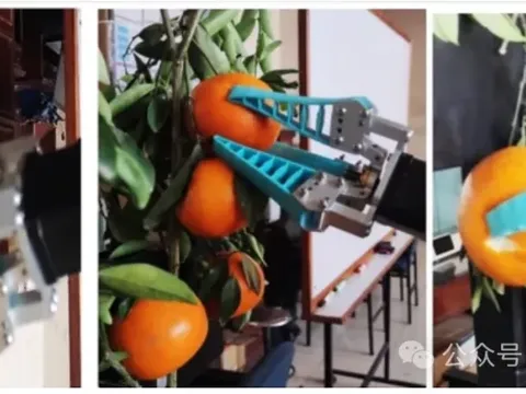 Từ phòng thí nghiệm đến nhà vườn: Bài toán tổn thương cơ học của robot thu hoạch