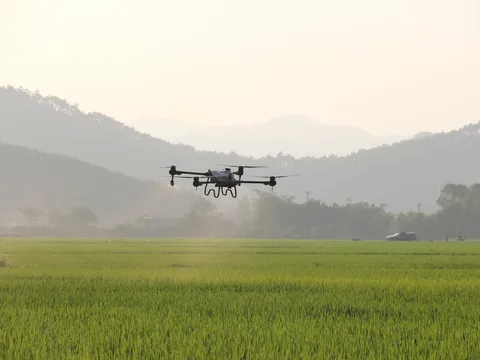 Kỳ 2: Cánh đồng lúa chất lượng cao, nền tảng cho sản xuất phát thải thấp