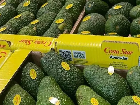 Bơ Hass Hy Lạp: Sản lượng bứt phá đi kèm thách thức về kích cỡ và chất lượng thu hoạch