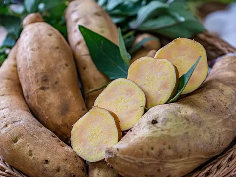 Lời giải từ lớp màng sinh học giúp nông dân Đài Loan (Trung Quốc) nhân ba sản lượng khoai lang