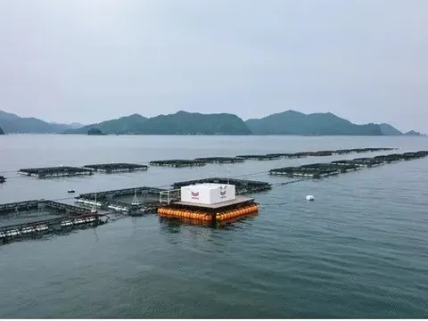 Các tập đoàn sushi Nhật Bản chạy đua công nghệ cứu nguồn hải sản trước nguy cơ cạn kiệt