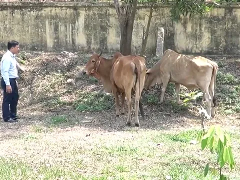 Quảng Trị siết chặt phòng chống dịch bệnh từ gia súc nhập lậu qua biên giới xã Lao Bảo