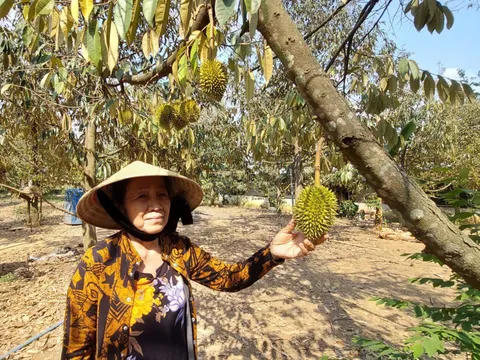 Đồng Nai: Khơi dòng vốn ưu đãi, lan tỏa an sinh tại NHCSXH Đồng Phú