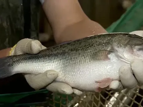 'Phù thủy' làng cá Tô Châu: Điều khiển quy luật sinh sản tự nhiên để thu  185 tỷ đồng mỗi năm