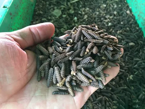 Cựu chuyên gia NASA và tham vọng từ 'đế chế' ruồi lính đen