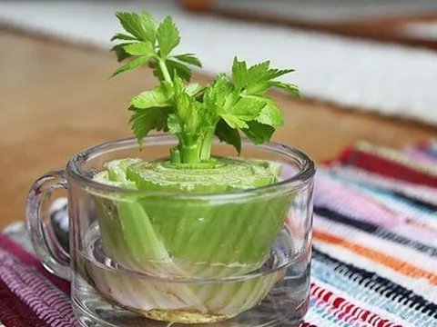 Hồi sinh rác thải nhà bếp thành vườn rau tại gia