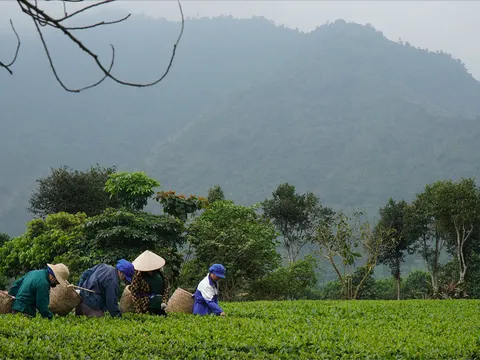 Những đôi tay hái trà thủ công và hành trình gìn giữ vị trà di sản