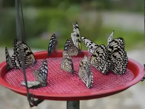 Hồi sinh làng đá bằng ‘vũ điệu triệu cánh bướm’