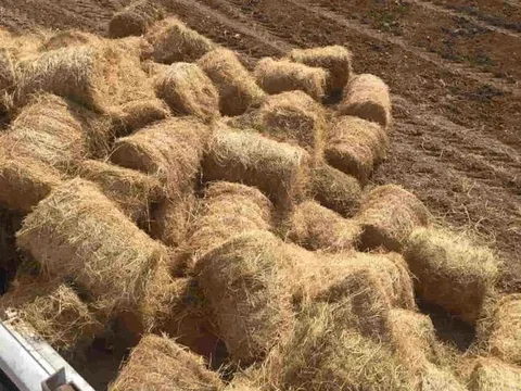 Biến rơm rạ thành giấy: Công nghệ đột phá nâng tầm phế phẩm nông nghiệp thành "vàng xanh"