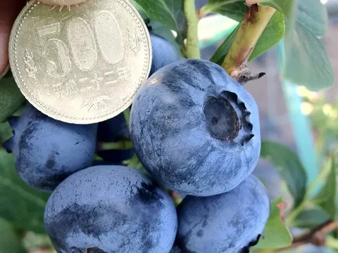 Kinh tế xanh trong vườn việt quất: Khi người nông dân chỉ bận 60 ngày mỗi năm mà thu về tiền tỉ