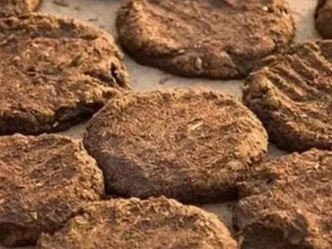 "Bánh phân bò": Ranh giới giữa vật phẩm tâm linh đắt đỏ và nguồn năng lượng tái tạo bình dân