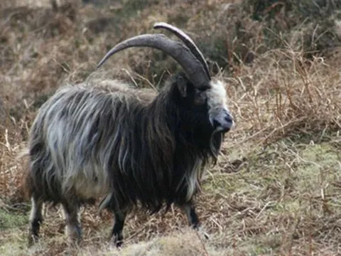 Giống dê bản địa Ireland duy trì nguồn gene quý suốt 3.000 năm