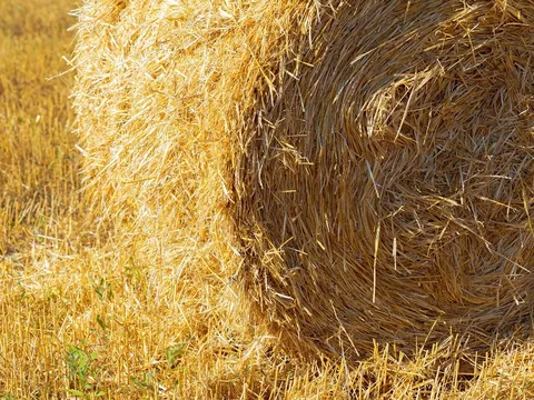 Từ rơm rạ đến nguyên liệu sinh học: Cuộc cách mạng xanh trong xử lý phế phẩm nông lâm nghiệp