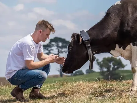 Doanh nghiệp vòng cổ AI cho bò gọi vốn 220 triệu USD, định giá chạm mốc 2 tỷ USD