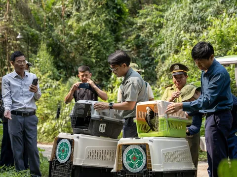Quảng Trị: Nhiều loài chim quý hiếm được tái thả về rừng tự nhiên tại Vườn Quốc gia Phong Nha – Kẻ Bàng