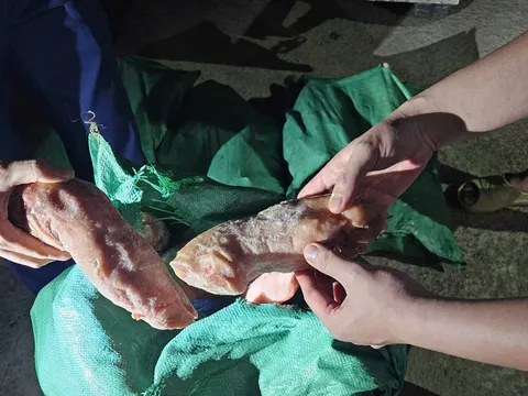 Lạng Sơn: Ngăn chặn lô hàng 960 kg thực phẩm không rõ nguồn gốc xuất xứ