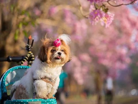 Ngành thú cưng Nhật Bản: Khi 'phụ thu cảm xúc' trở thành động cơ tăng trưởng mới