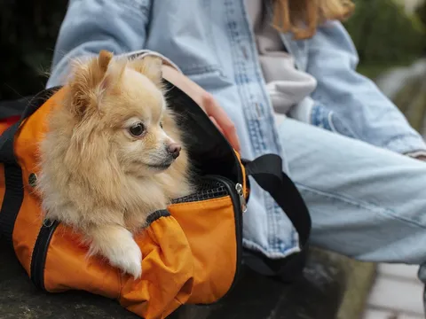 Kinh tế thú cưng tại Đông Á: Khi không gian công cộng và du lịch chuyển mình vì 'những người bạn bốn chân'