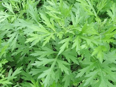 Thanh hao, ngải cứu và rau sam: Bộ ba báu vật giúp đàn gà khỏe mạnh, ít tốn tiền thuốc