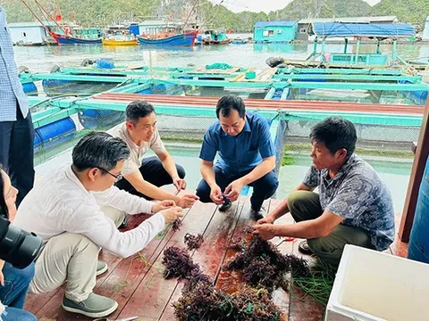 Blue Horizon: Cứu đại dương thông qua hoạt động nuôi trồng rong biển