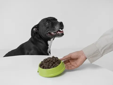 Kinh tế thú cưng giai đoạn 2025 – 2030: Cuộc chuyển mình từ tăng trưởng quy mô sang giá trị thặng dư