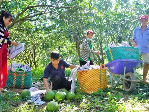Bưởi Vĩnh Long xuất khẩu lô hàng đầu tiên đi Úc
