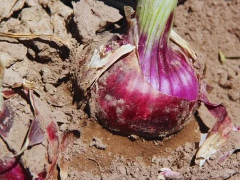 Tinta INTA: Câu chuyện về giống hành ngọt sau 14 năm nghiên cứu