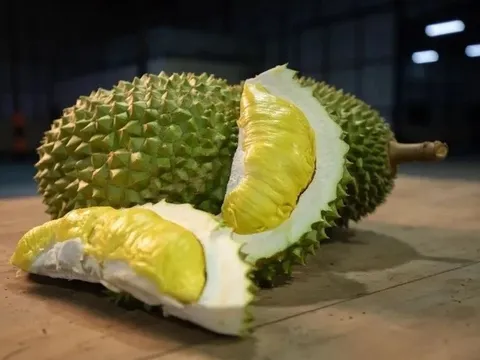 Sầu riêng Thái Lan: Khi chuẩn hóa quy trình trở thành 'thước đo' cho mục tiêu triệu tấn xuất khẩu