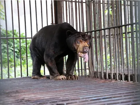 Cứu hộ 4 cá thể gấu quý hiếm về Vườn Quốc gia Bạch Mã